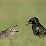 Garden birds